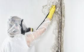 Best Real Estate Mold Inspection  in Centerburg, OH